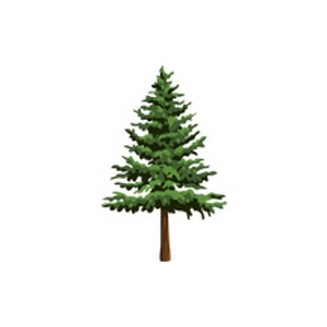 Fir Tree